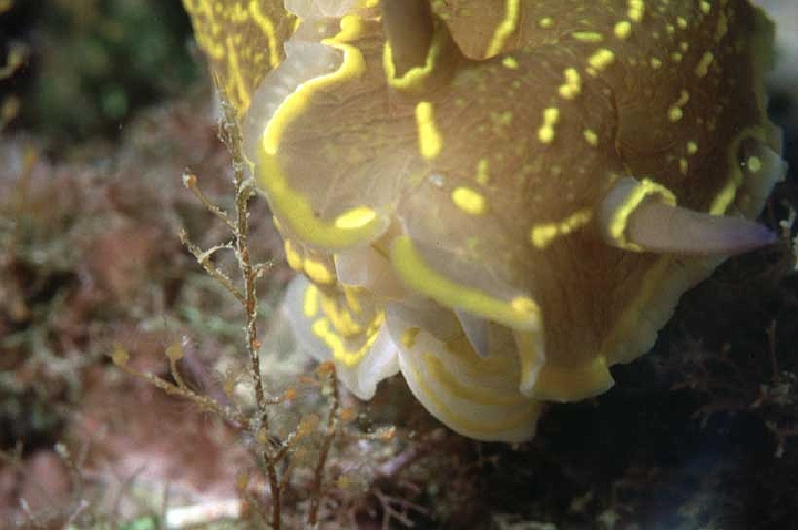 30 Hypselodoris Webbi.jpg